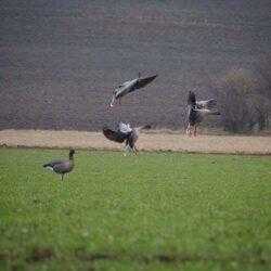 Image showing a Pinkfoot goose decoy in a field with 3 geese landing nearby.