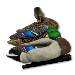 Image of Avian-X Topflight Mallards - Rester Series duck decoys