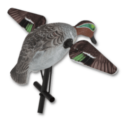 Duck