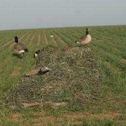 Image of Avery KillerWeed Winter Grass
