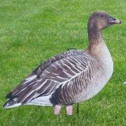Image of Big Al's Silhouette Pinkfoot Decoys in a grass field